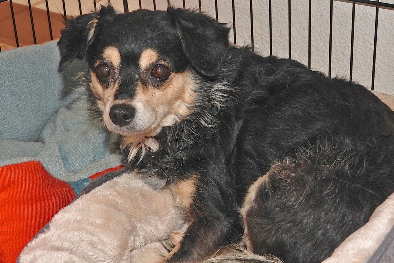Adopt a friend: Jeannie